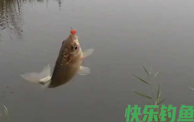 八月钓鱼
