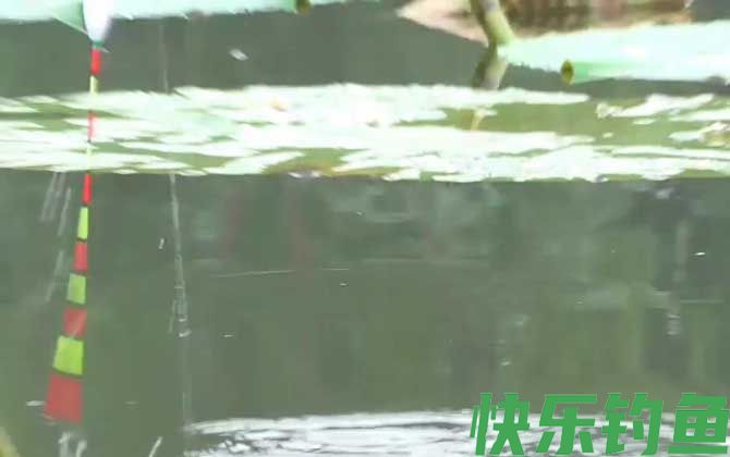 八月钓鱼