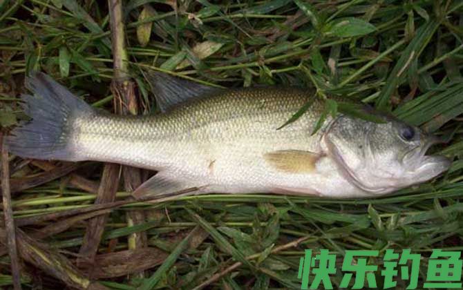 淡水鲈鱼