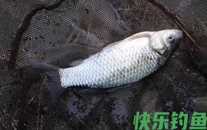 冬天野钓鲫鱼
