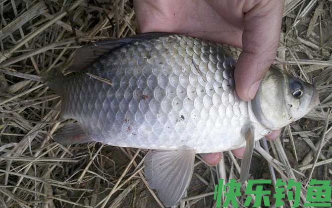 冬天野钓鲫鱼