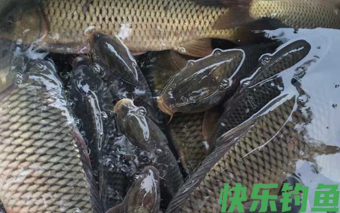 野钓鲤鱼