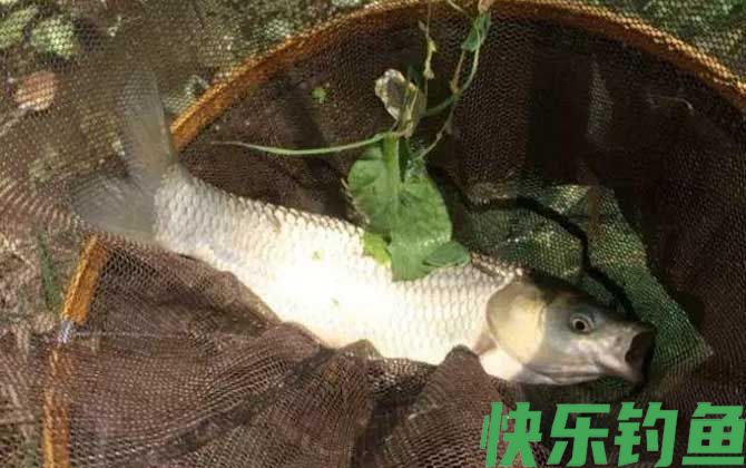 野钓鲤鱼