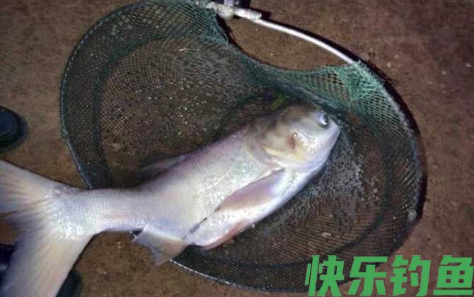 鲢鳙