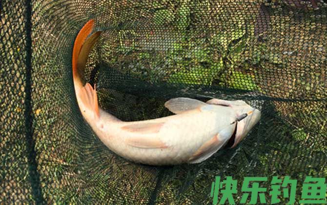 玉米钓鲤鱼