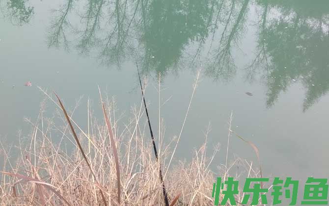钓鲫鱼