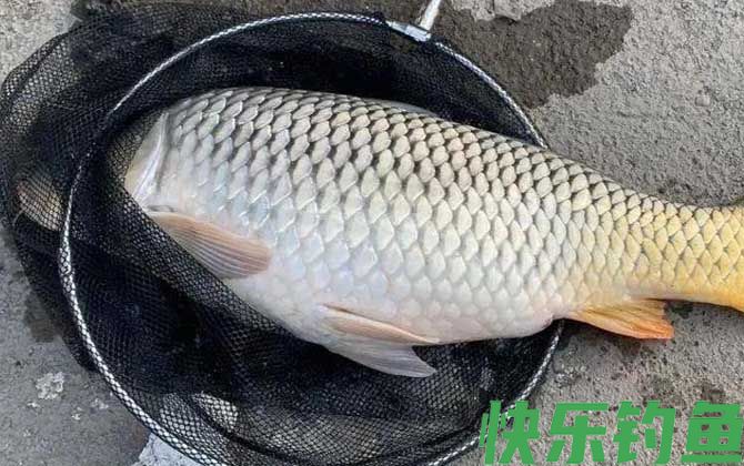 玉米钓鲤鱼