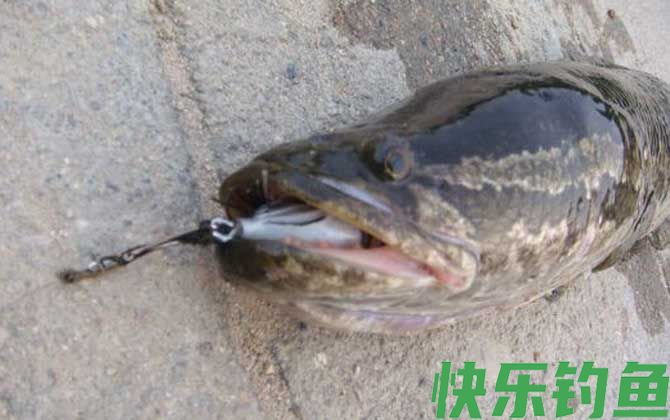 钓黑鱼