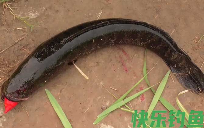 钓黑鱼