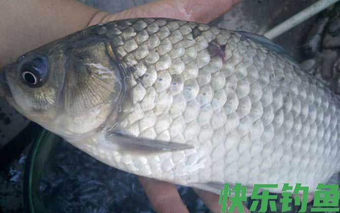 春季野钓鲫鱼