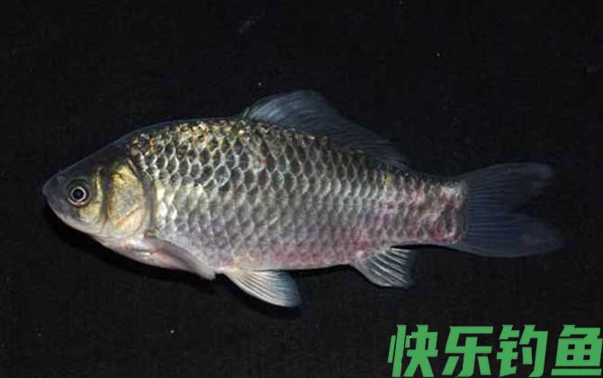 春季野钓鲫鱼