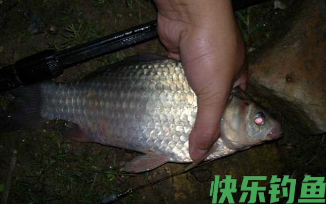 春季野钓鲫鱼