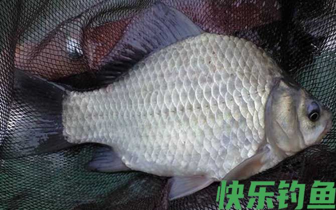 春季野钓鲫鱼