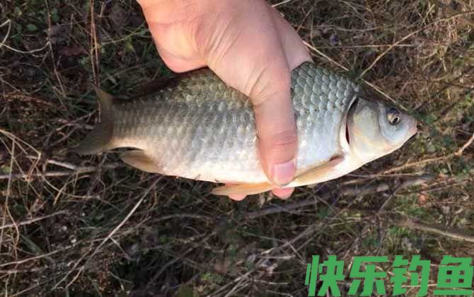 春季野钓鲫鱼