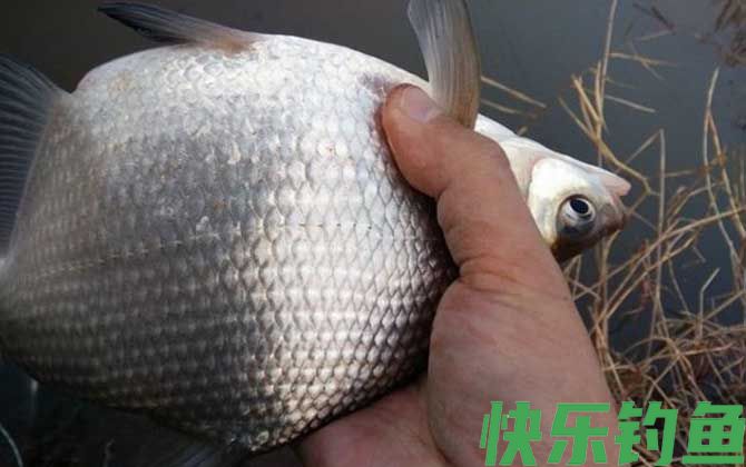 钓鳊鱼