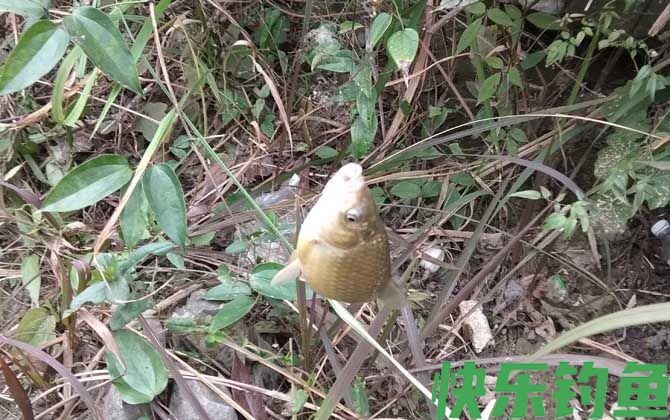 野钓鲫鱼