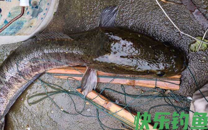 钓黑鱼