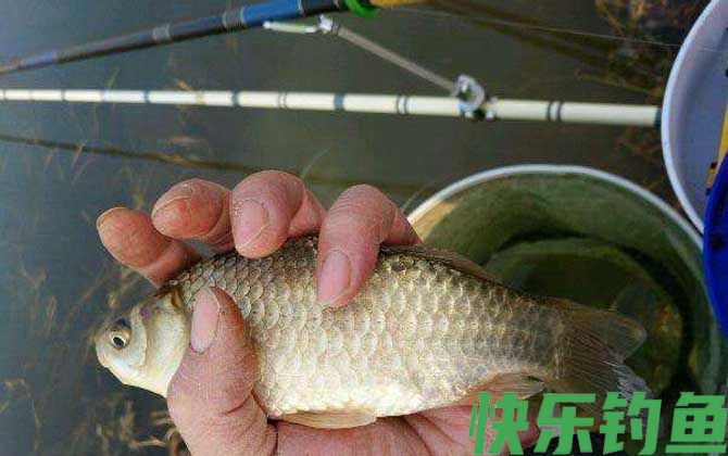 钓鲫鱼