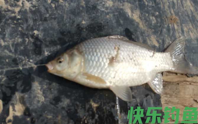 钓鲫鱼