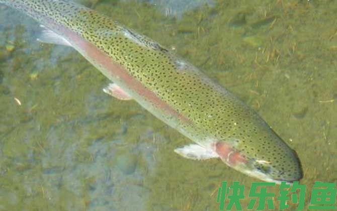 虹鳟鱼