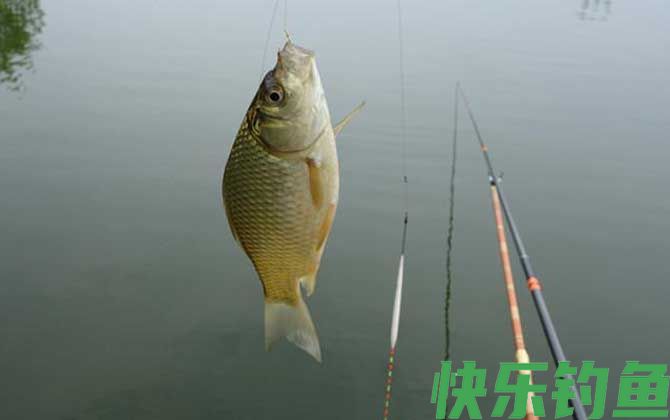 冬钓鲫鱼