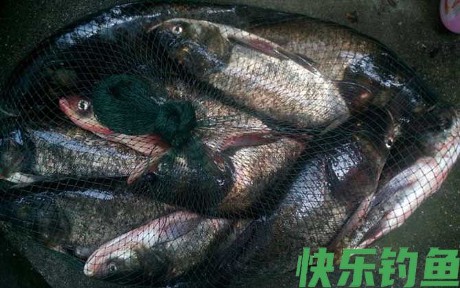 钓鲢鳙