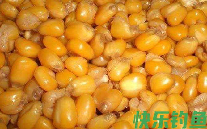 玉米钓鱼