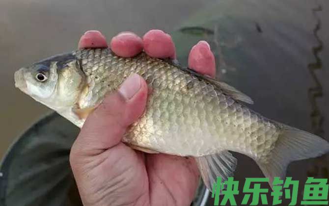 野钓鲫鱼