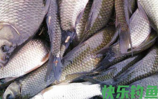 野钓鲫鱼