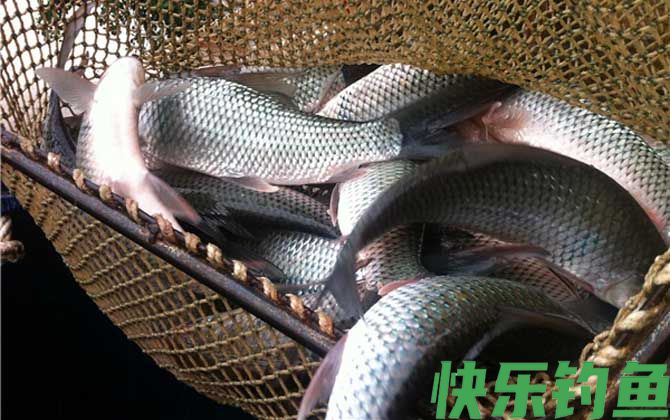 鲮鱼