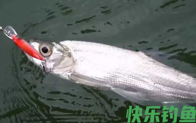 路亚翘嘴