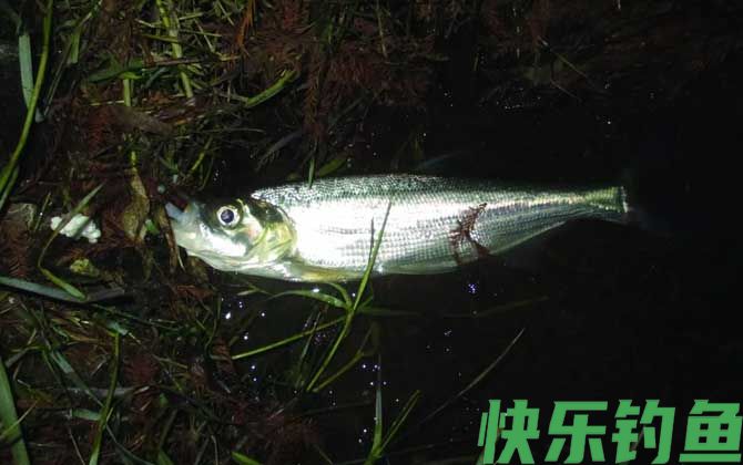 路亚翘嘴