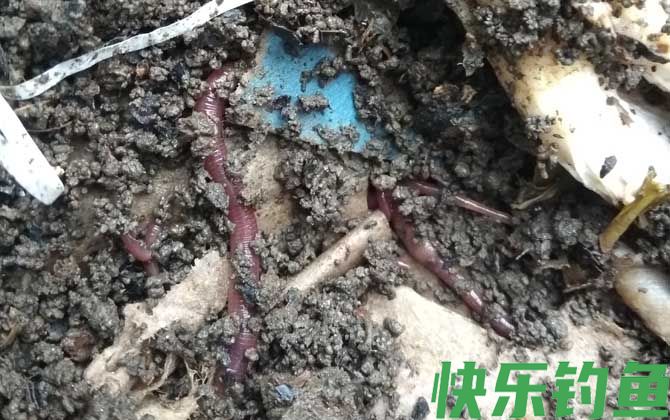 蚯蚓钓鱼