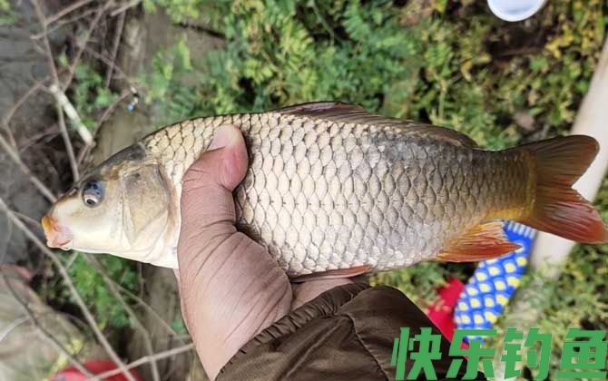 钓鲤鱼