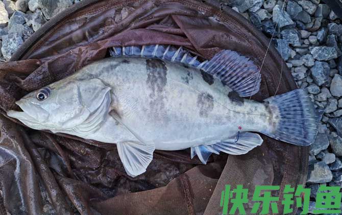 钓鳜鱼