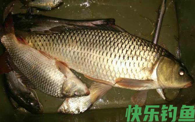 冬钓鲤鱼