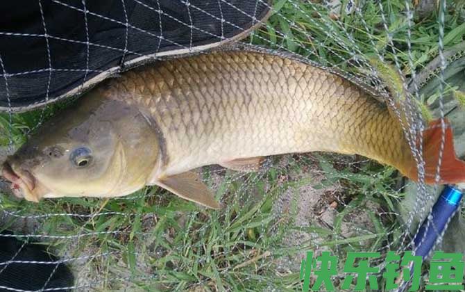 反底钓法的优点和缺点