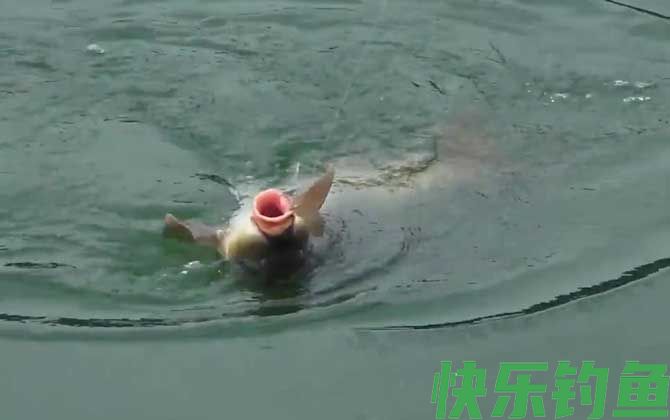 钓鱼脱钩是什么意思？