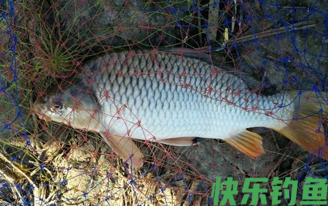 钓鱼爆护是什么意思？