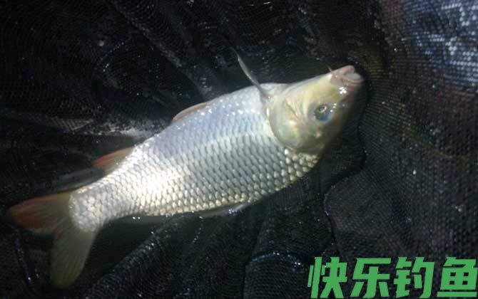 夜钓什么时间段好钓？