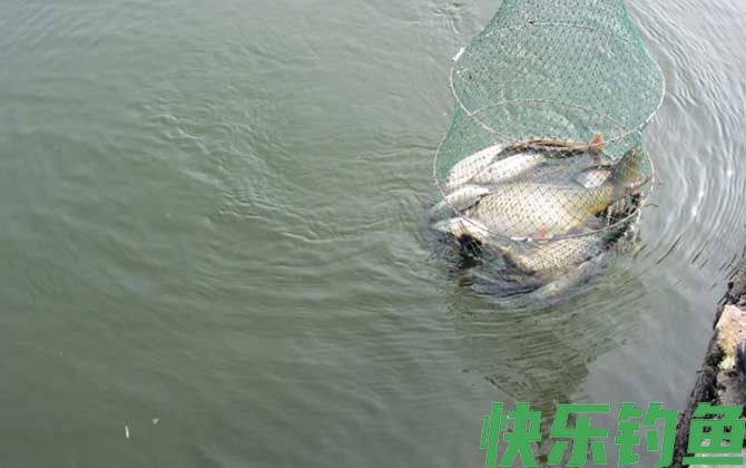 传统钓和台钓哪个钓的多？