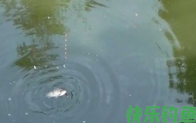 传统钓用几个钩？