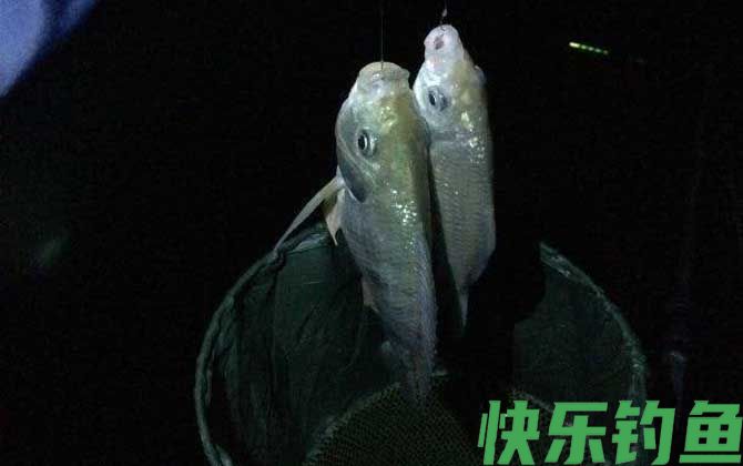 夜钓需要灯吗？