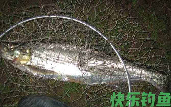 什么季节适合夜钓？