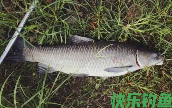 钓鱼穷三年玩鸟毁一生是什么意思？