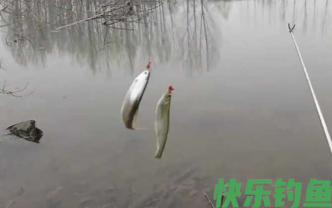 钓白条鱼钩越小越好吗？