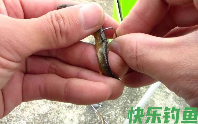 泥鳅钓鱼