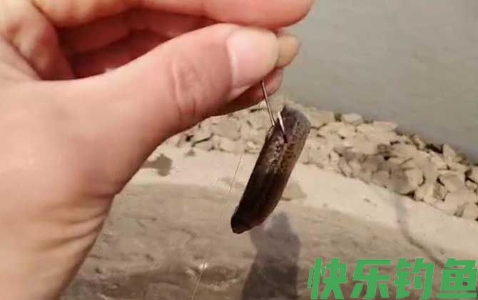 泥鳅钓鱼