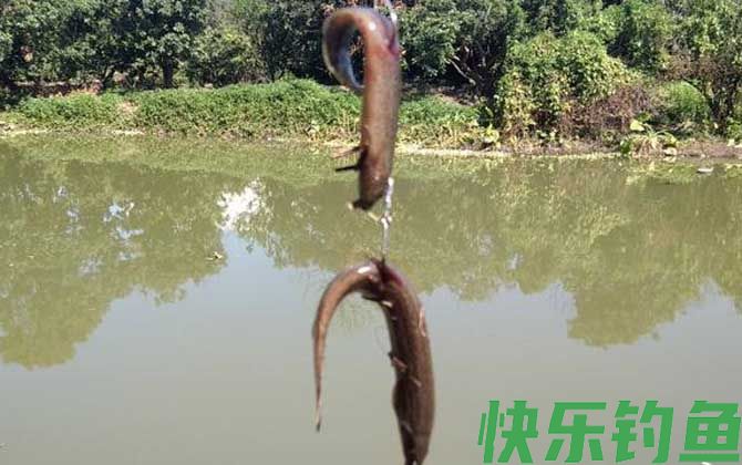 泥鳅钓鱼