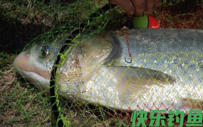 钓鲢鱼用几号钩